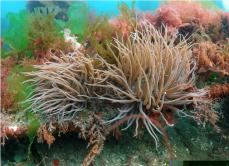 Snakelocks anemone © Mike Deaton
